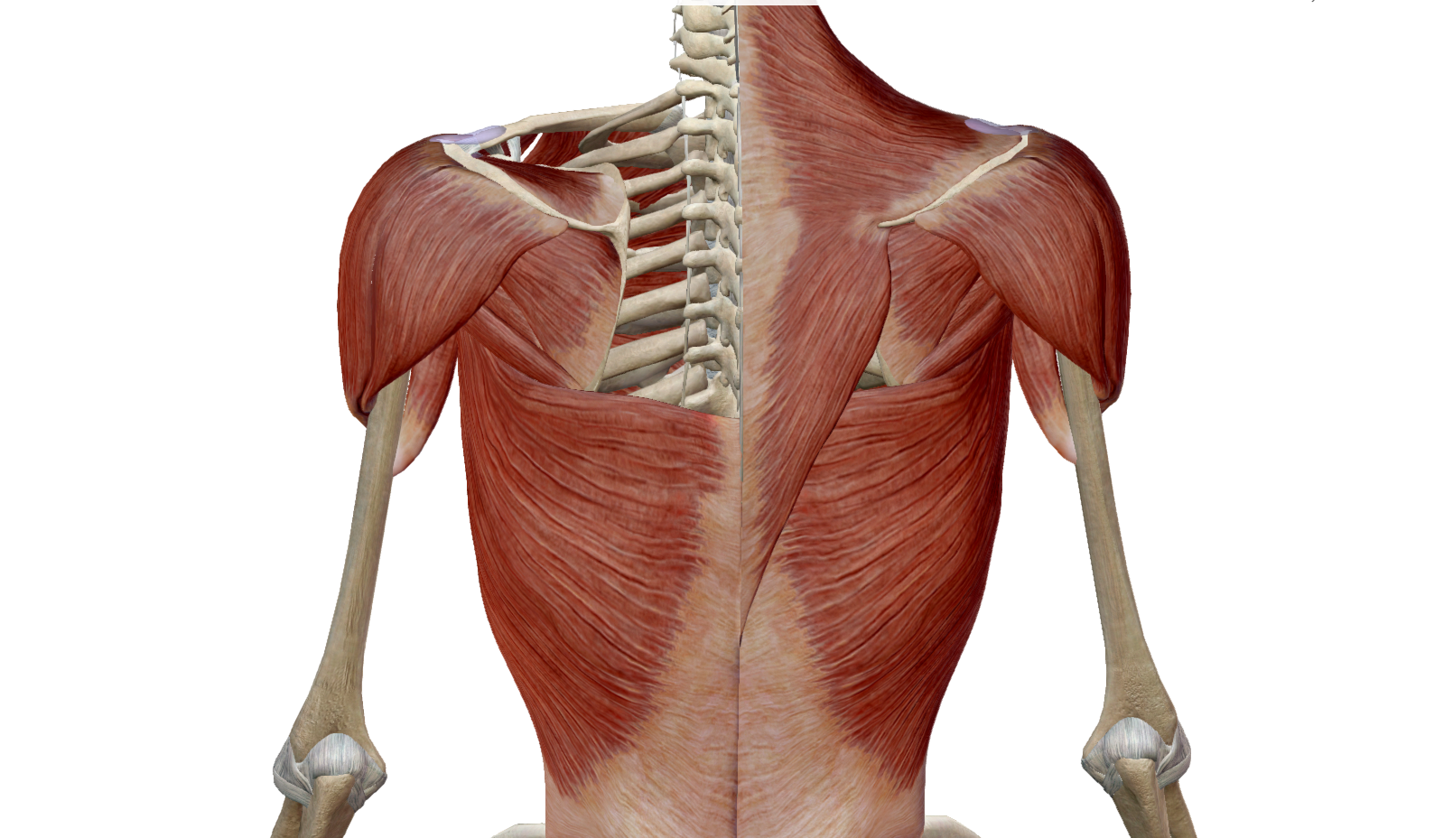 tendinitis de supraespinoso